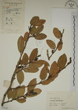 中文名:薜荔(S056138)學名:Ficus pumila L. var. pumila(S056138)英文名:Climbiny Fig