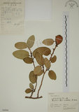 中文名:薜荔(S060906)學名:Ficus pumila L. var. pumila(S060906)英文名:Climbiny Fig