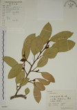 中文名:薜荔(S060907)學名:Ficus pumila L. var. pumila(S060907)英文名:Climbiny Fig