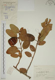 中文名:薜荔(S061014)學名:Ficus pumila L. var. pumila(S061014)英文名:Climbiny Fig