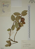 中文名:薜荔(S061108)學名:Ficus pumila L. var. pumila(S061108)英文名:Climbiny Fig
