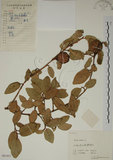 中文名:薜荔(S061851)學名:Ficus pumila L. var. pumila(S061851)英文名:Climbiny Fig