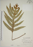 中文名:海岸擬茀蕨(P000739)學名:Phymatodes scolopendria (Burm.) Ching(P000739)