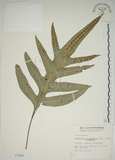 中文名:海岸擬茀蕨(P001099)學名:Phymatodes scolopendria (Burm.) Ching(P001099)