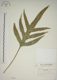 中文名:海岸擬茀蕨(P001100)學名:Phymatodes scolopendria (Burm.) Ching(P001100)