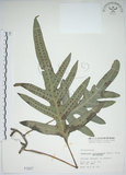 中文名:海岸擬茀蕨(P001917)學名:Phymatodes scolopendria (Burm.) Ching(P001917)