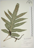 中文名:海岸擬茀蕨(P002897)學名:Phymatodes scolopendria (Burm.) Ching(P002897)