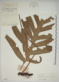 中文名:海岸擬茀蕨(P004457)學名:Phymatodes scolopendria (Burm.) Ching(P004457)