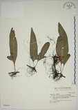 中文名:海岸擬茀蕨(P004505)學名:Phymatodes scolopendria (Burm.) Ching(P004505)