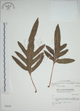 中文名:海岸擬茀蕨(P004548)學名:Phymatodes scolopendria (Burm.) Ching(P004548)