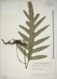 中文名:海岸擬茀蕨(P004566)學名:Phymatodes scolopendria (Burm.) Ching(P004566)
