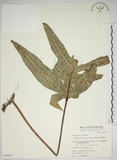 中文名:海岸擬茀蕨(P006913)學名:Phymatodes scolopendria (Burm.) Ching(P006913)