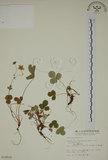 中文名:高山翻白草(S010658)學名:Potentilla matsumurae Th. Wolf. var. pilosa Koidz.(S010658)