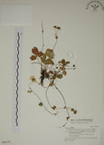 中文名:高山翻白草(S028179)學名:Potentilla matsumurae Th. Wolf. var. pilosa Koidz.(S028179)