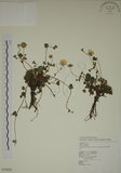 中文名:高山翻白草(S076620)學名:Potentilla matsumurae Th. Wolf. var. pilosa Koidz.(S076620)