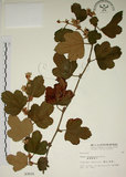 中文名:臺灣懸鉤子(S003031)學名:Rubus formosensis Ktze.(S003031)英文名:Formosan Raspberry