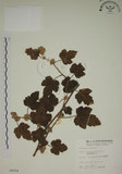 中文名:臺灣懸鉤子(S004924)學名:Rubus formosensis Ktze.(S004924)英文名:Formosan Raspberry