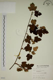 中文名:臺灣懸鉤子(S005197)學名:Rubus formosensis Ktze.(S005197)英文名:Formosan Raspberry