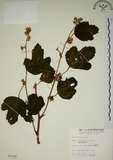 中文名:臺灣懸鉤子(S005199)學名:Rubus formosensis Ktze.(S005199)英文名:Formosan Raspberry