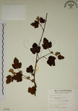 中文名:臺灣懸鉤子(S005386)學名:Rubus formosensis Ktze.(S005386)英文名:Formosan Raspberry