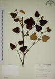 中文名:臺灣懸鉤子(S005391)學名:Rubus formosensis Ktze.(S005391)英文名:Formosan Raspberry