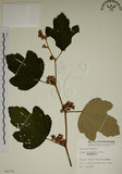 中文名:臺灣懸鉤子(S008105)學名:Rubus formosensis Ktze.(S008105)英文名:Formosan Raspberry