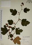 中文名:臺灣懸鉤子(S008106)學名:Rubus formosensis Ktze.(S008106)英文名:Formosan Raspberry