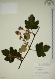 中文名:臺灣懸鉤子(S008107)學名:Rubus formosensis Ktze.(S008107)英文名:Formosan Raspberry