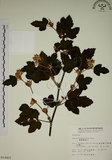 中文名:臺灣懸鉤子(S014455)學名:Rubus formosensis Ktze.(S014455)英文名:Formosan Raspberry