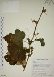 中文名:臺灣懸鉤子(S017484)學名:Rubus formosensis Ktze.(S017484)英文名:Formosan Raspberry