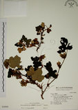 中文名:臺灣懸鉤子(S030949)學名:Rubus formosensis Ktze.(S030949)英文名:Formosan Raspberry