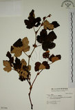 中文名:臺灣懸鉤子(S031184)學名:Rubus formosensis Ktze.(S031184)英文名:Formosan Raspberry