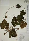 中文名:臺灣懸鉤子(S034496)學名:Rubus formosensis Ktze.(S034496)英文名:Formosan Raspberry