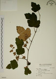 中文名:臺灣懸鉤子(S046459)學名:Rubus formosensis Ktze.(S046459)英文名:Formosan Raspberry