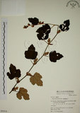 中文名:臺灣懸鉤子(S050318)學名:Rubus formosensis Ktze.(S050318)英文名:Formosan Raspberry