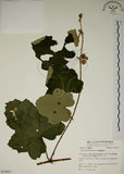 中文名:臺灣懸鉤子(S053907)學名:Rubus formosensis Ktze.(S053907)英文名:Formosan Raspberry