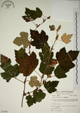 中文名:臺灣懸鉤子(S053962)學名:Rubus formosensis Ktze.(S053962)英文名:Formosan Raspberry