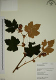 中文名:臺灣懸鉤子(S063114)學名:Rubus formosensis Ktze.(S063114)英文名:Formosan Raspberry