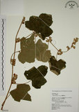 中文名:臺灣懸鉤子(S065029)學名:Rubus formosensis Ktze.(S065029)英文名:Formosan Raspberry