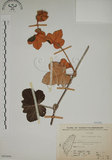 中文名:臺灣懸鉤子(S065694)學名:Rubus formosensis Ktze.(S065694)英文名:Formosan Raspberry