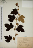 中文名:臺灣懸鉤子(S065695)學名:Rubus formosensis Ktze.(S065695)英文名:Formosan Raspberry