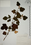 中文名:臺灣懸鉤子(S065696)學名:Rubus formosensis Ktze.(S065696)英文名:Formosan Raspberry