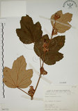 中文名:臺灣懸鉤子(S065722)學名:Rubus formosensis Ktze.(S065722)英文名:Formosan Raspberry