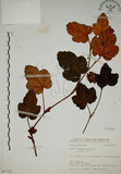 中文名:臺灣懸鉤子(S065723)學名:Rubus formosensis Ktze.(S065723)英文名:Formosan Raspberry