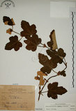 中文名:臺灣懸鉤子(S066304)學名:Rubus formosensis Ktze.(S066304)英文名:Formosan Raspberry