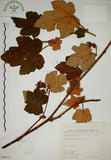 中文名:臺灣懸鉤子(S066311)學名:Rubus formosensis Ktze.(S066311)英文名:Formosan Raspberry