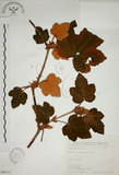 中文名:臺灣懸鉤子(S066312)學名:Rubus formosensis Ktze.(S066312)英文名:Formosan Raspberry