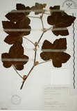 中文名:臺灣懸鉤子(S066322)學名:Rubus formosensis Ktze.(S066322)英文名:Formosan Raspberry
