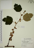 中文名:臺灣懸鉤子(S069269)學名:Rubus formosensis Ktze.(S069269)英文名:Formosan Raspberry