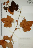 中文名:臺灣懸鉤子(S071381)學名:Rubus formosensis Ktze.(S071381)英文名:Formosan Raspberry